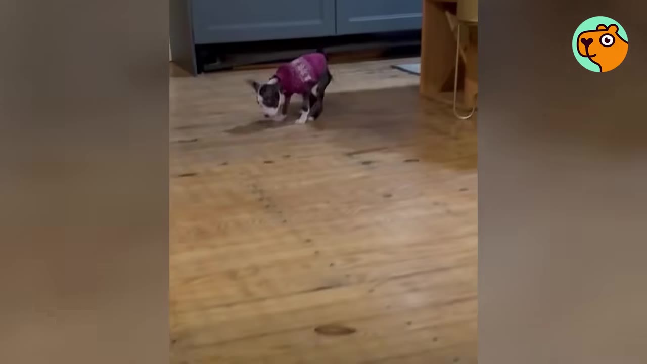 A small black and white puppy wearing a pink sweater walks across a light wooden floor.