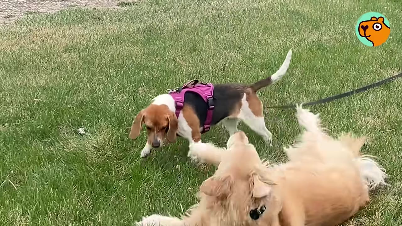 A beagle wearing a pink harness stands on green grass looking down at a fluffy golden dog rolling on its back.