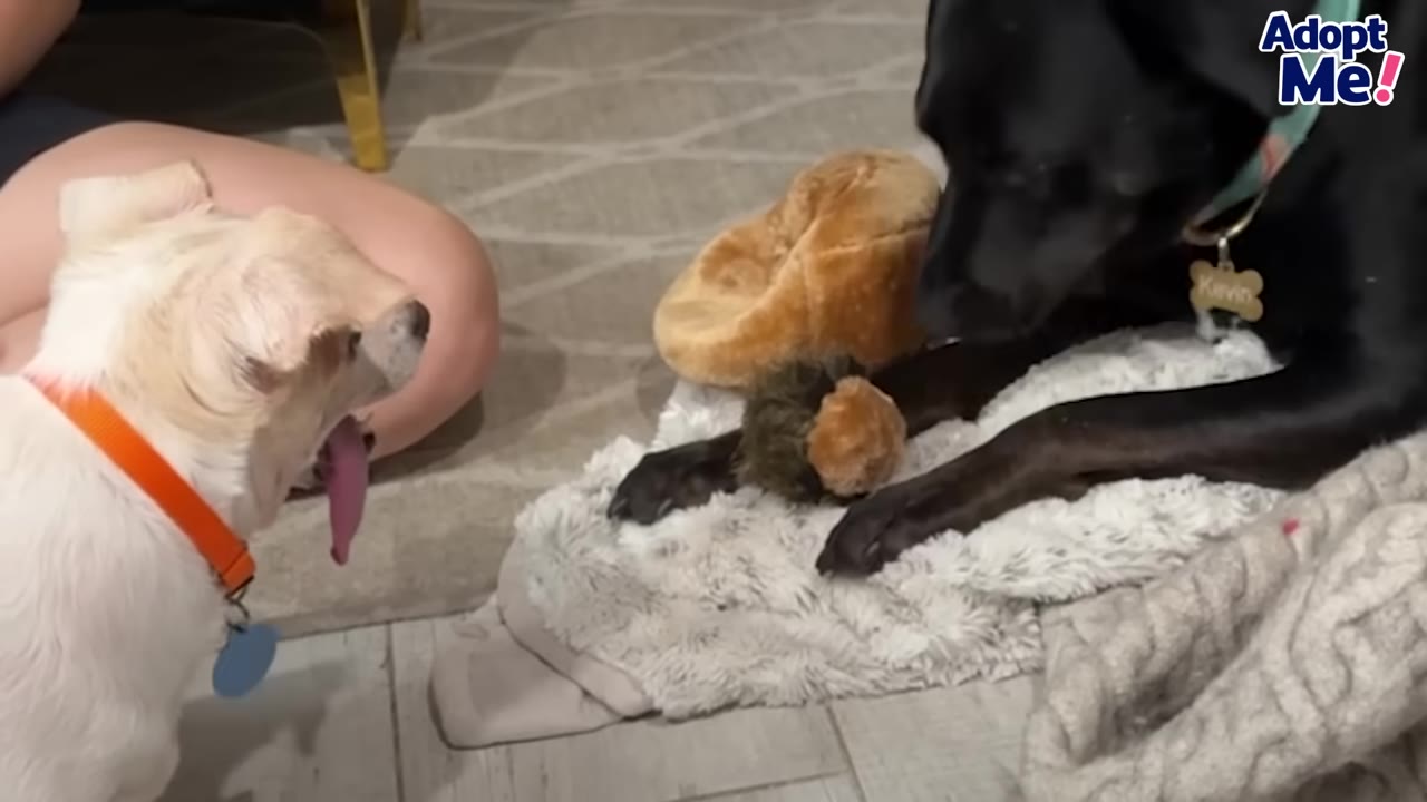 A small white dog with an orange collar barks at a black dog lying on a plush bed.