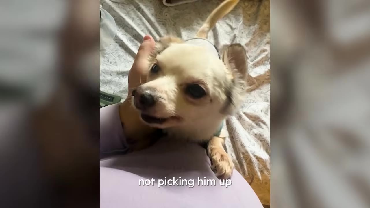 A small, light-colored dog looking up with an expressive, alert face while a person rests a hand near its chest.