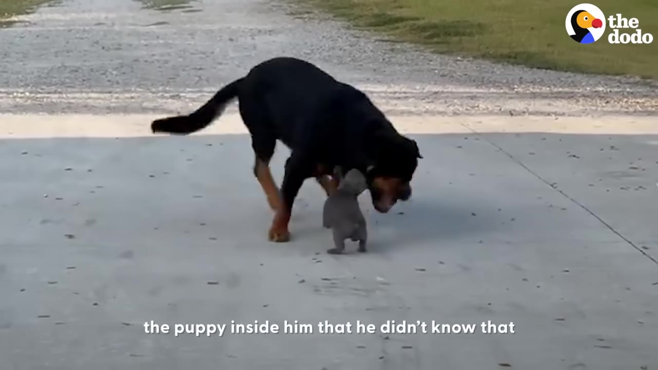 A large Rottweiler leans down to interact with a tiny French bulldog puppy on a concrete driveway outside.