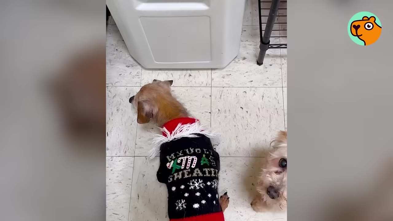 A small dog wearing a black holiday sweater stands on a tiled floor near a white container.