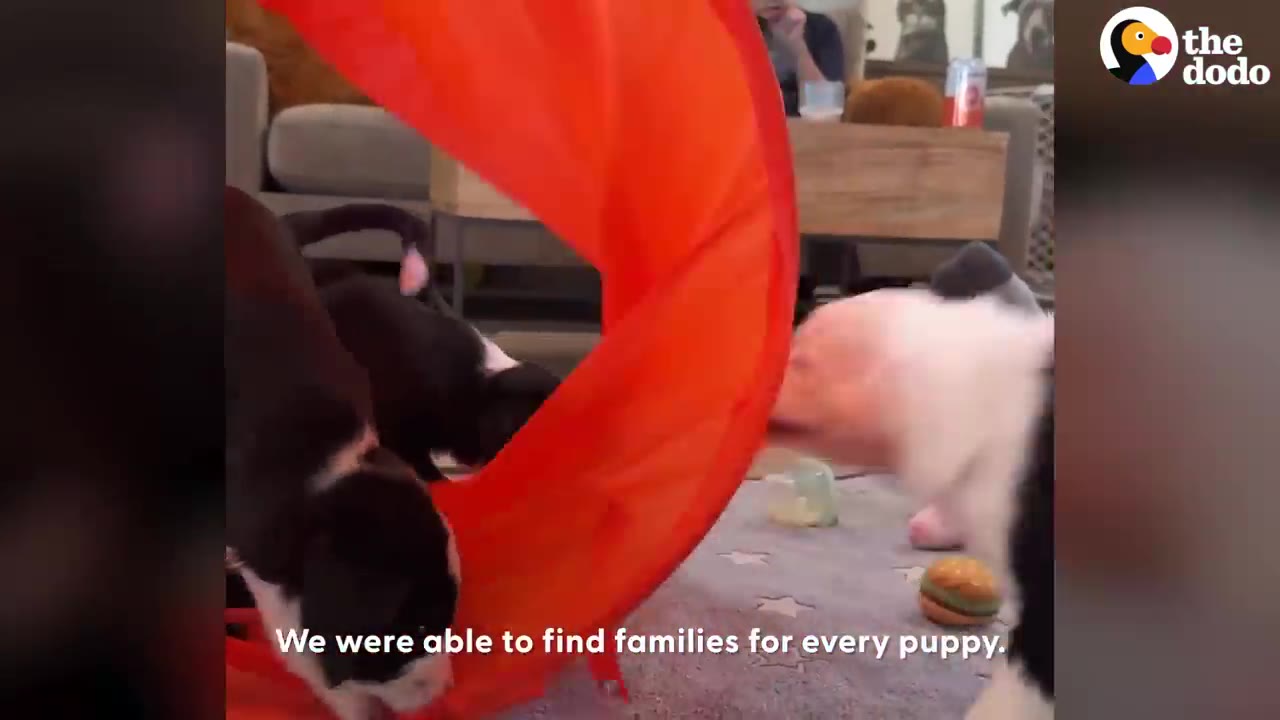 Two black and white puppies play around a bright red fabric tunnel on a carpeted floor.