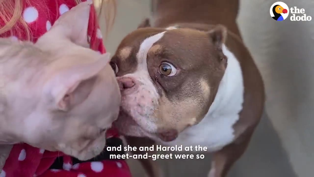 A brown and white dog gently sniffs noses with a small hairless French bulldog puppy.