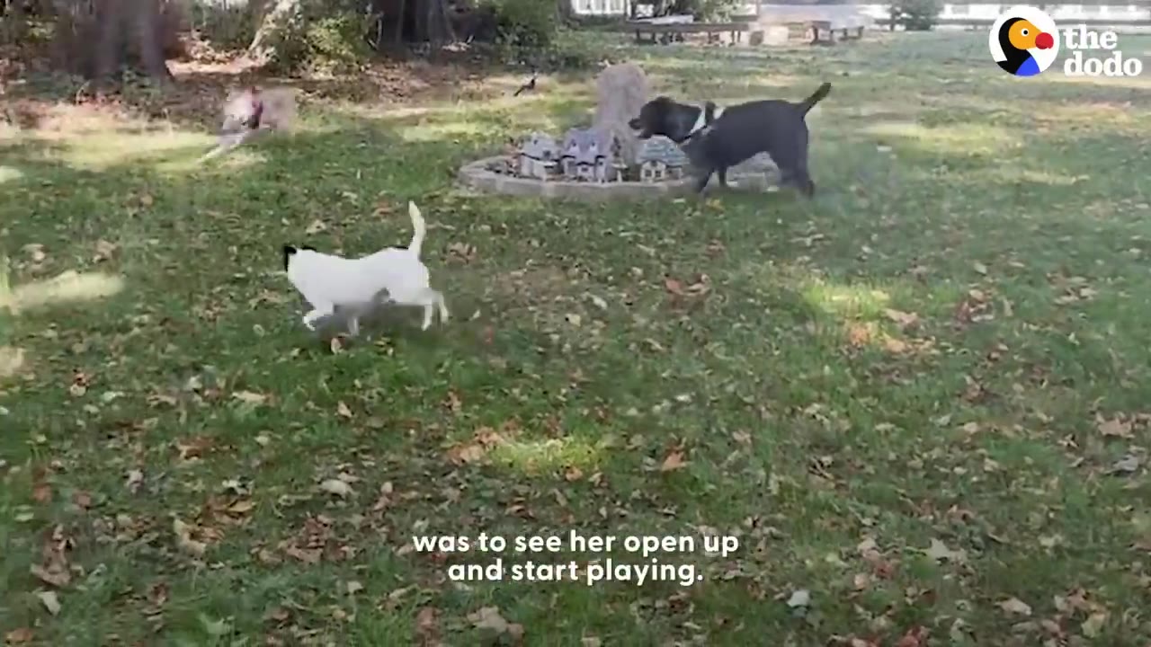 Three dogs run and play together on a grassy lawn covered with fallen autumn leaves.