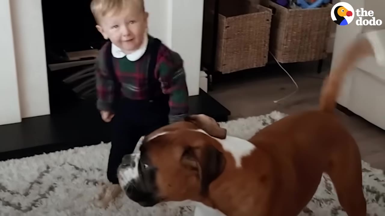 A young toddler walking on a rug indoors next to a brown and white Boxer dog.
