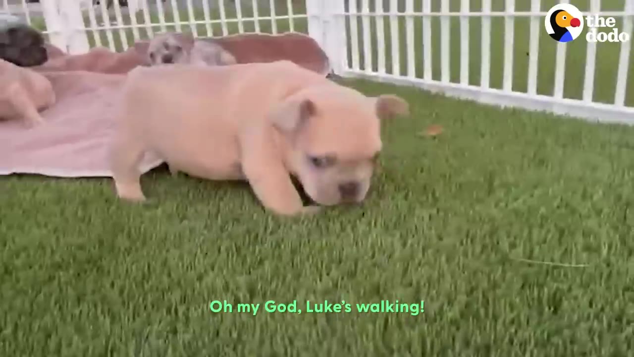 A small tan puppy taking steps on green grass outside near a blanket.