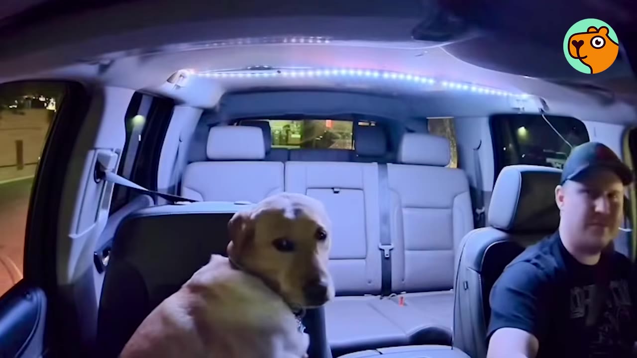 A yellow Labrador dog sitting in the front passenger seat of a car looking toward the camera beside the driver.