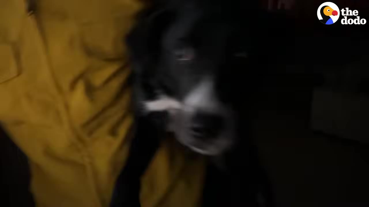 A black and white dog being held by a person wearing a yellow jacket.