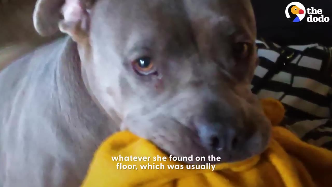 A close-up of a grey pit bull-type dog with wide, anxious eyes holding a yellow blanket in her mouth.