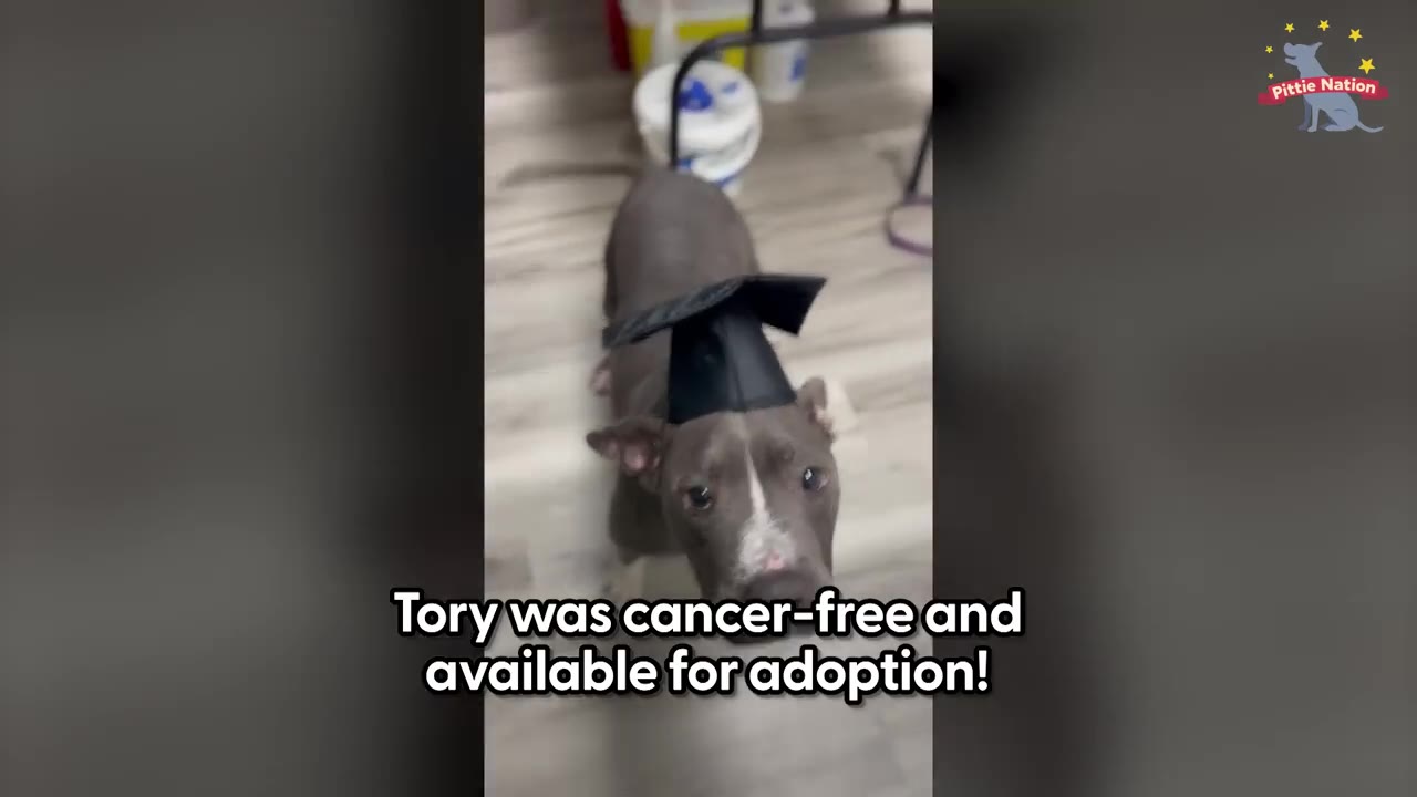 A gray and white dog wearing a tiny black graduation cap looking up at the camera.