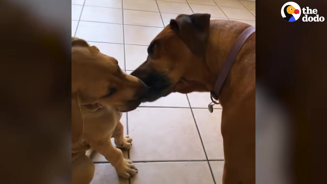 A brown puppy and an adult brown dog touching snouts together on a tiled floor.