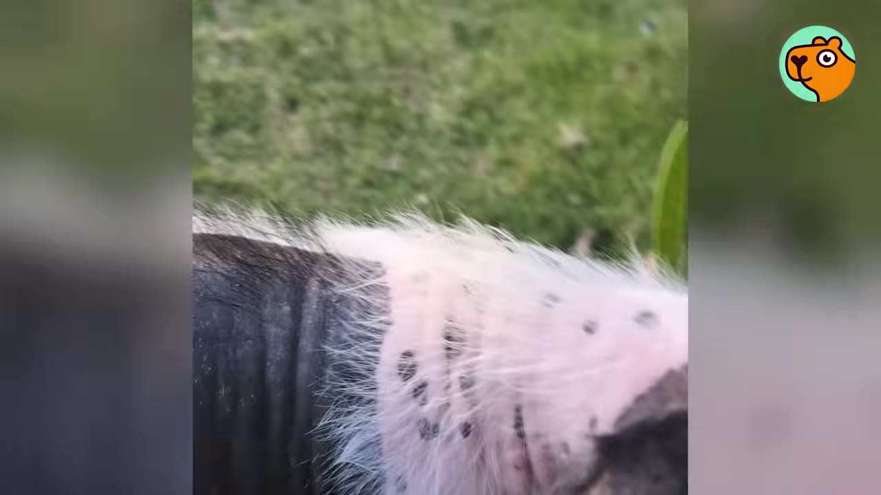 A close-up view showing soft new fur growing over a dog's spotted skin.