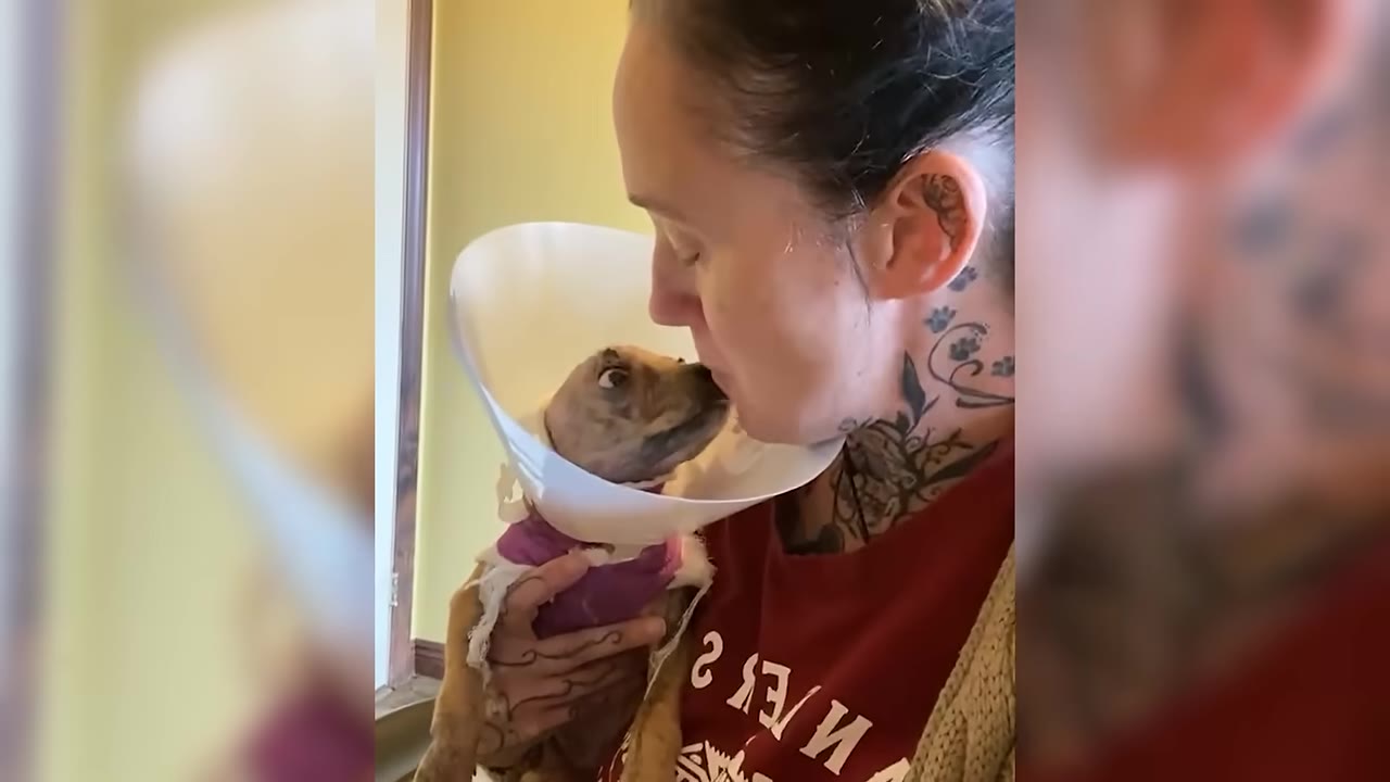 A woman with neck tattoos holds a small brown dog wearing a white protective cone and a purple shirt, gently kissing the dog's nose.