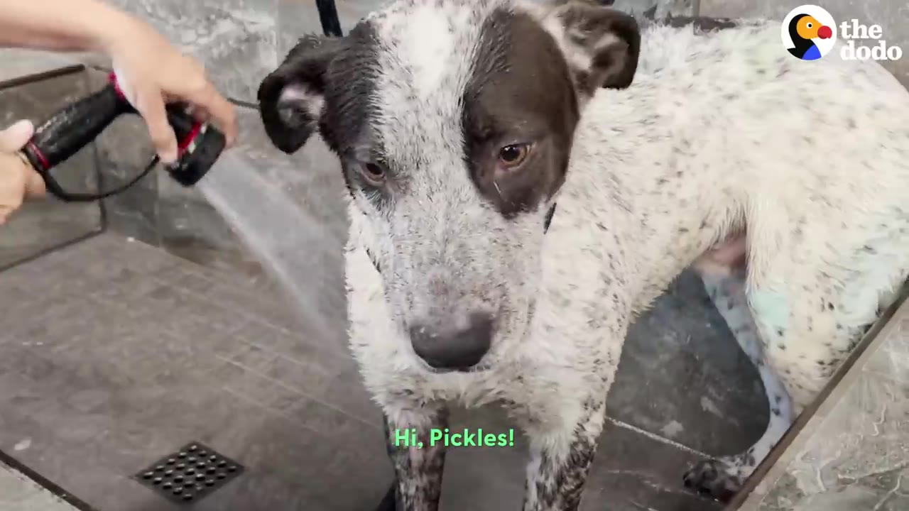 A black and white speckled dog stands in a tiled wash area while being gently sprayed with water from a hose.
