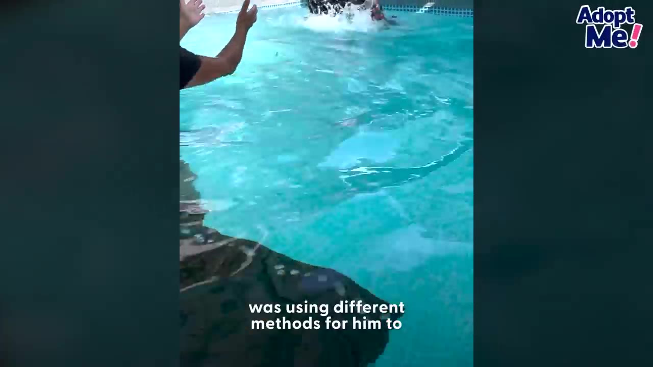 A person standing at the edge of a swimming pool reaching their hands into the water toward a dog swimming.