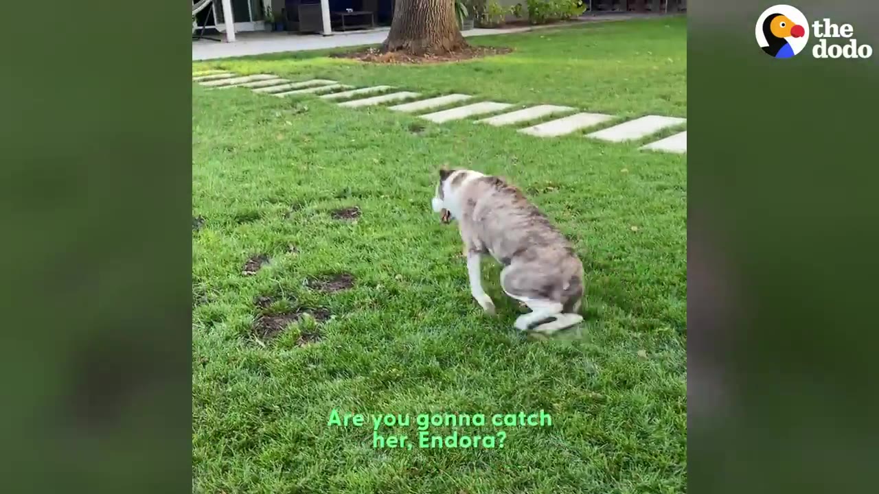 A brindle and white dog named Endora moving across a green grassy lawn.