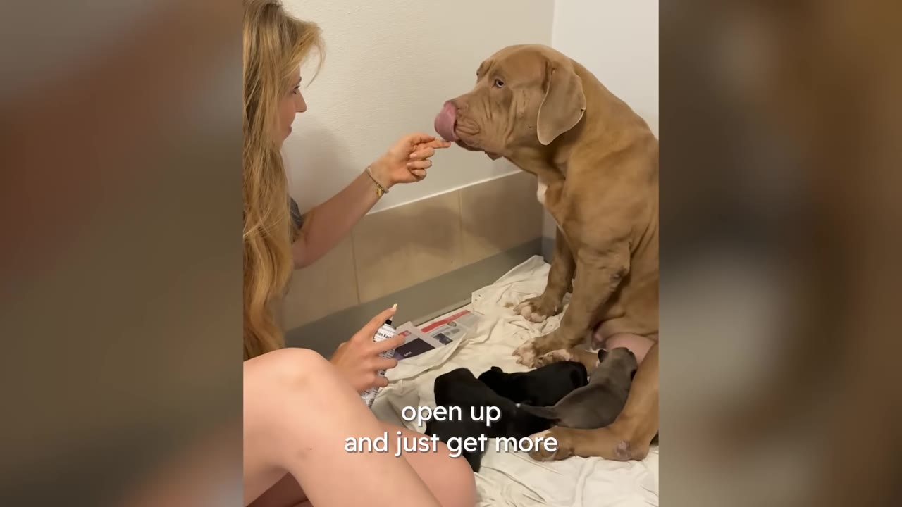 A tan dog sits on a blanket above several small puppies while a woman offers a treat from her finger.