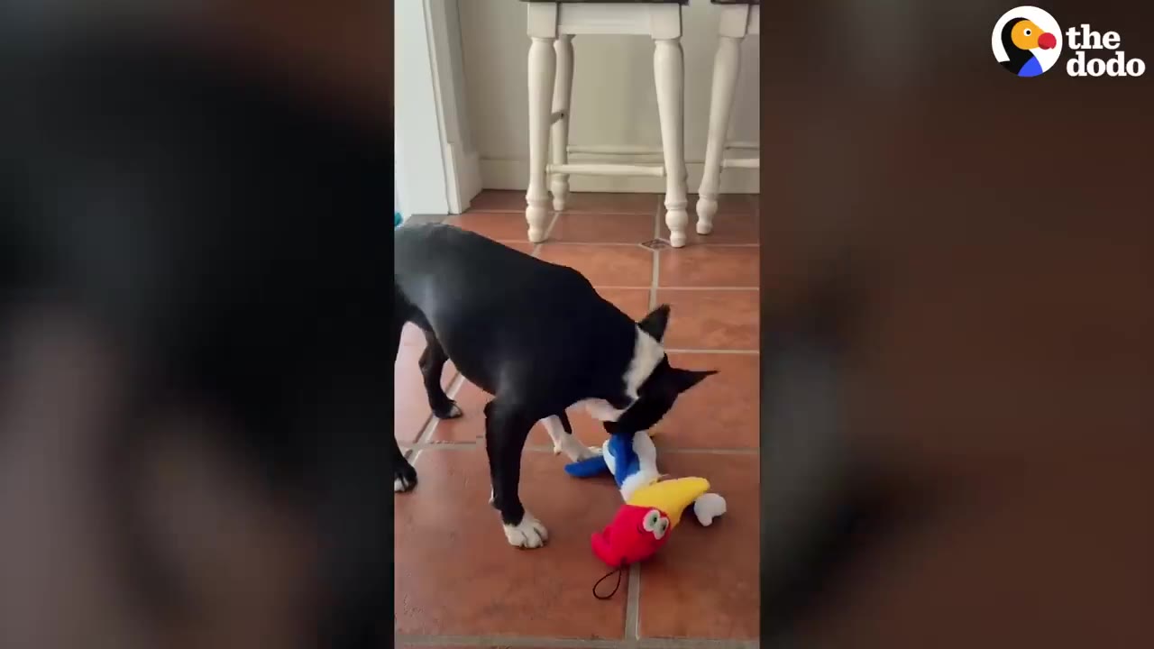 A black-and-white dog inspecting a colorful plush bird toy on a tiled floor.