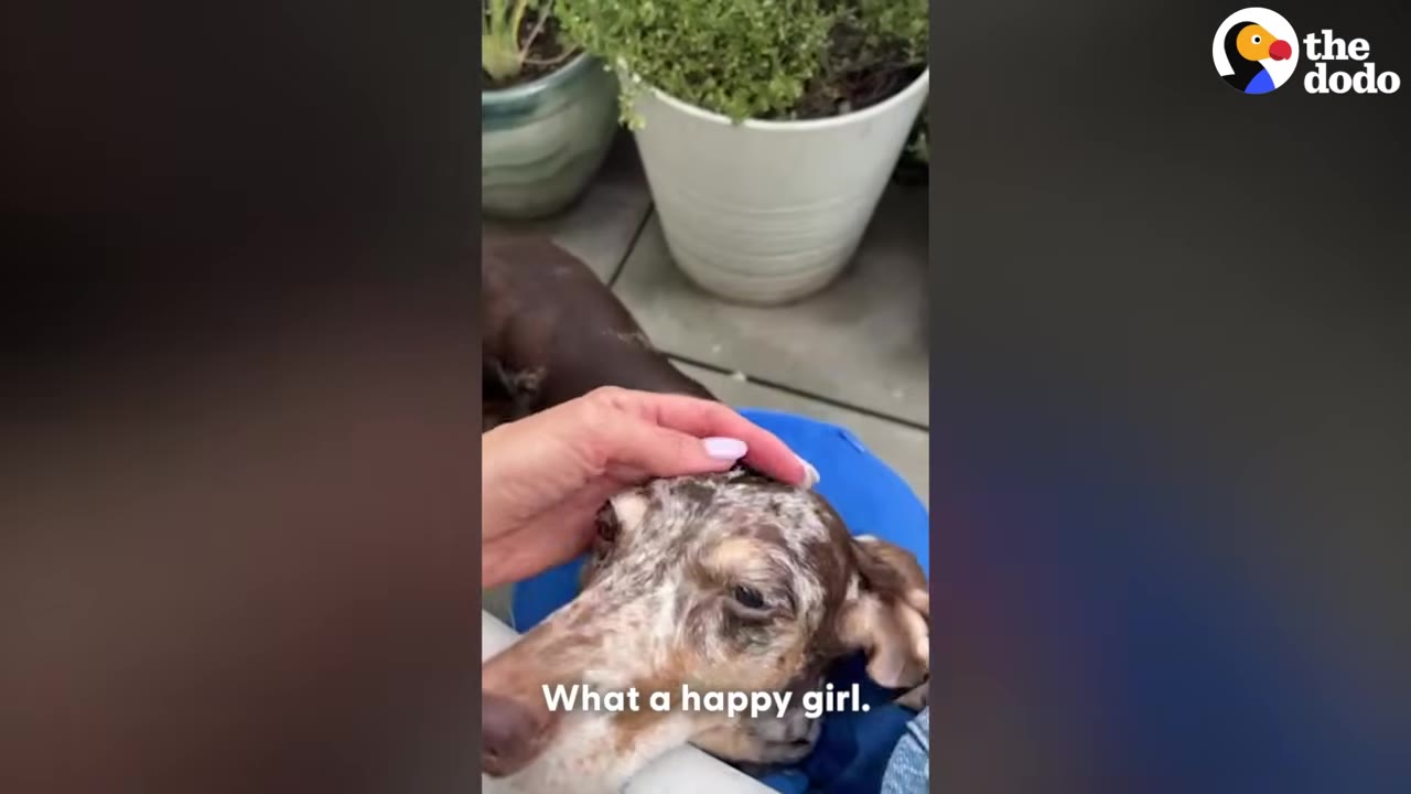 A hand gently petting a dapple dachshund dog resting on a blue cushion outdoors.