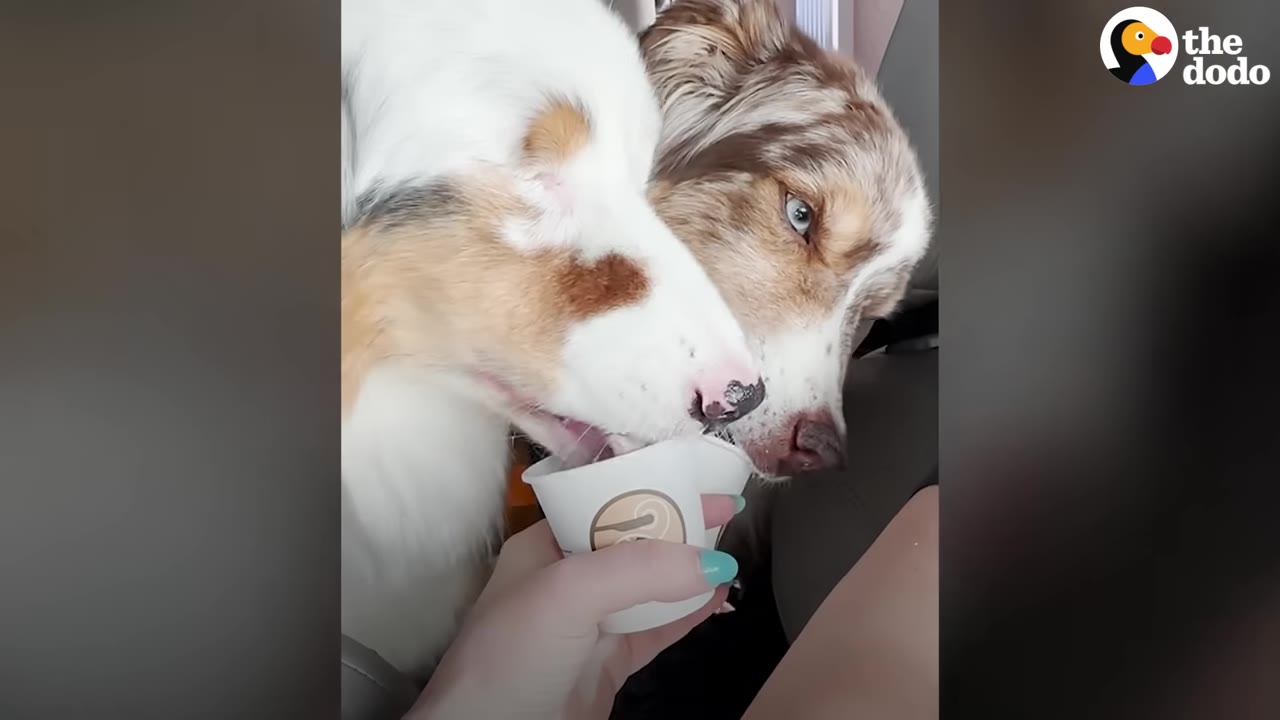 Two dogs enjoying a treat together from a small paper cup held by a person.