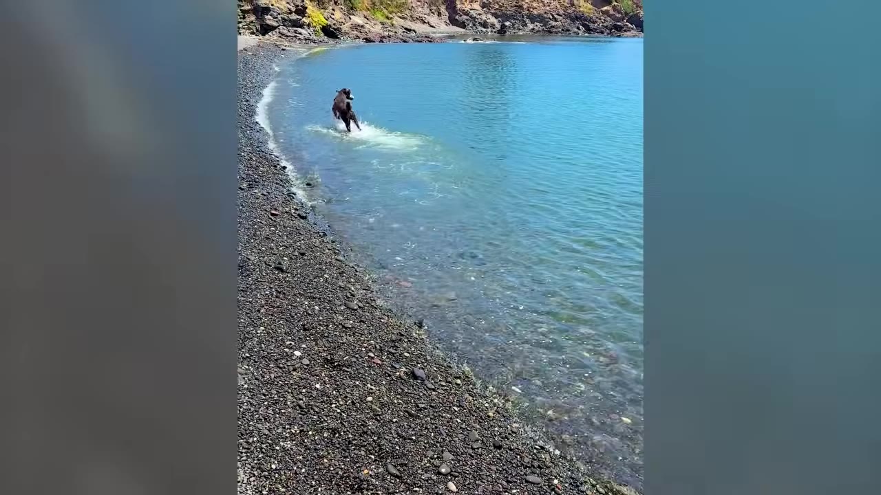 A black dog running through clear blue water along a dark pebble shore.