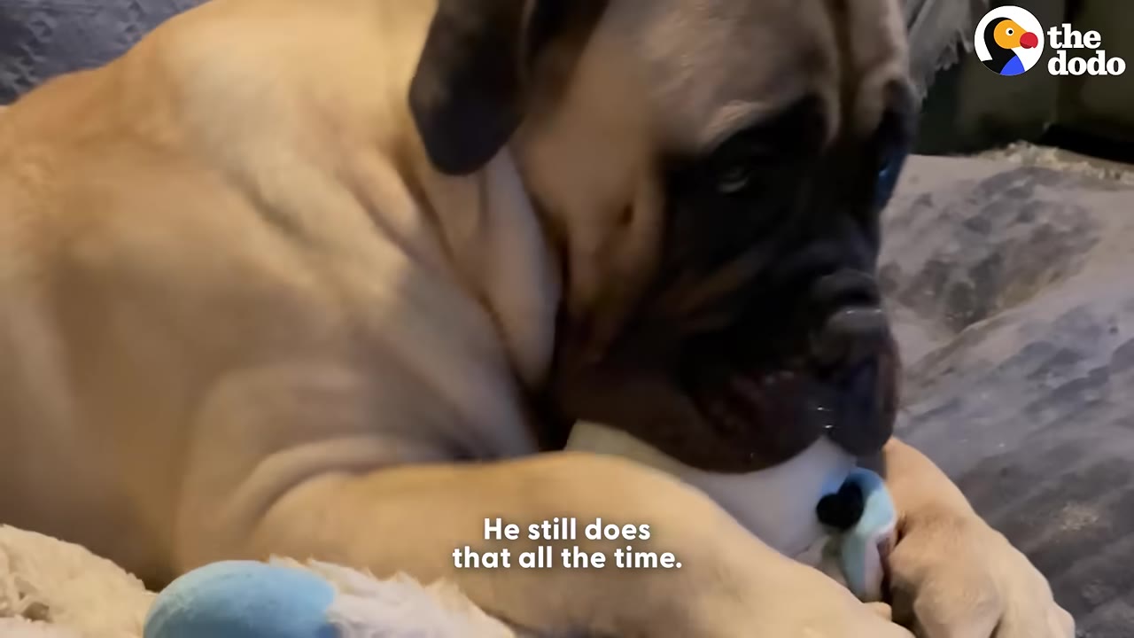 A large tan dog with a dark muzzle gently holding a plush toy in its mouth while lying down.