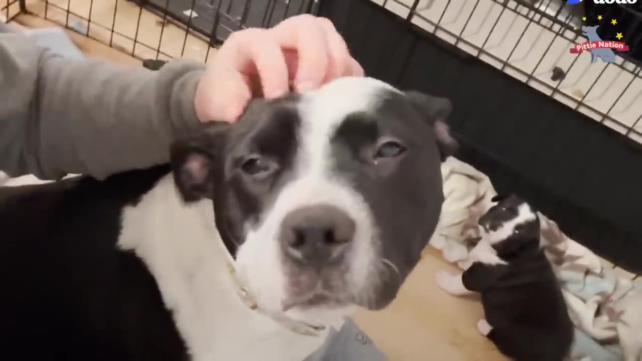 A hand gently petting a black-and-white pit bull mix on the head as it looks calmly into the camera.