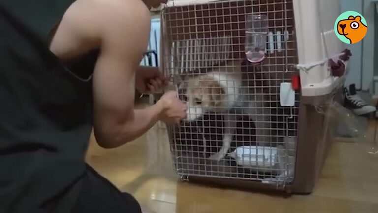 New York Woman Waits At The Airport For A Rescue Dog From South Korea, Then Realizes Something About Her Past