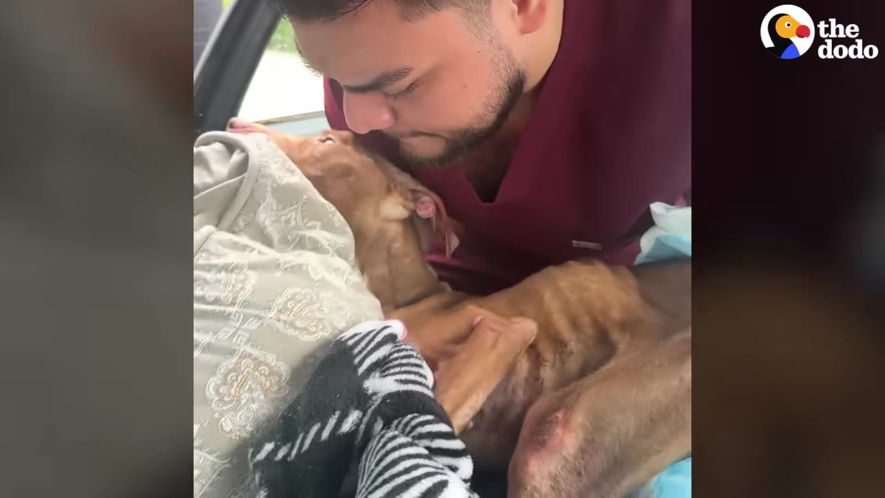 A veterinary staff member in maroon scrubs gently leans over a thin, brown dog lying on blankets inside a vehicle.
