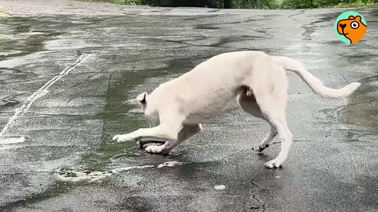 A white dog playfully pouncing near a toy on a wet asphalt surface.
