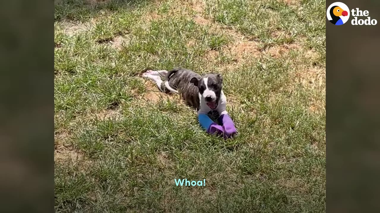 A small brindle and white puppy wearing colorful splints on his front legs lies in the grass and looks up happily.