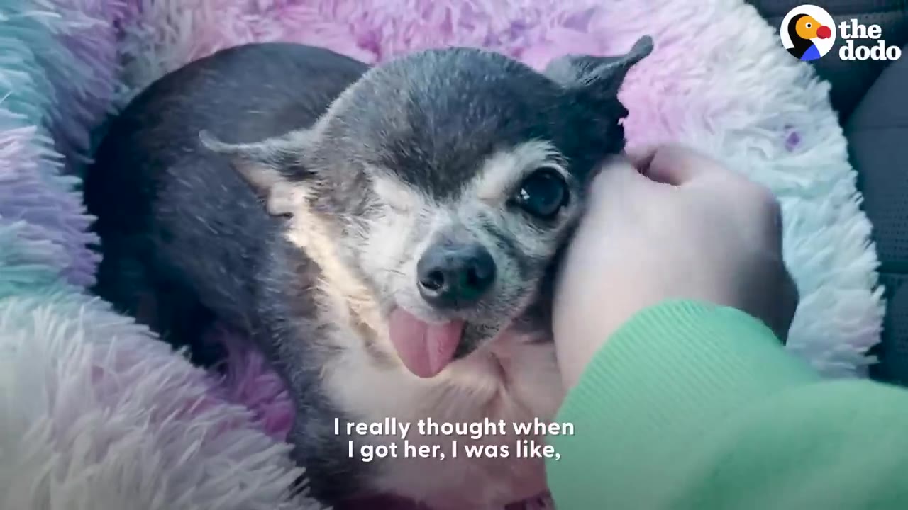 A close-up of a small, one-eyed grey and white Chihuahua with its tongue sticking out, resting in a fluffy pink and purple pet bed while being gently petted on the side of its face by a person wearing a green sleeve.