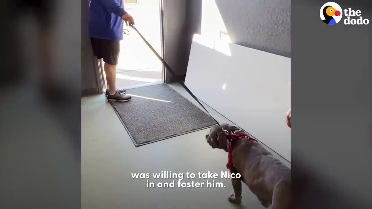 A gray dog wearing a red harness stands on a leash indoors near a doorway.