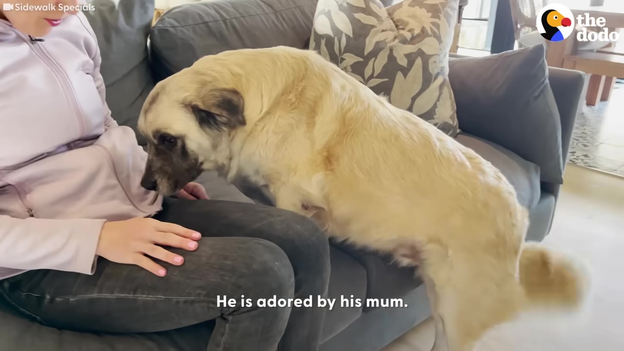 A light-colored dog resting its head against a person sitting on a sofa indoors.