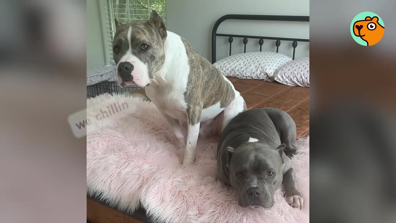 A brindle and white dog sitting beside a grey dog on a fluffy pink blanket on a bed.