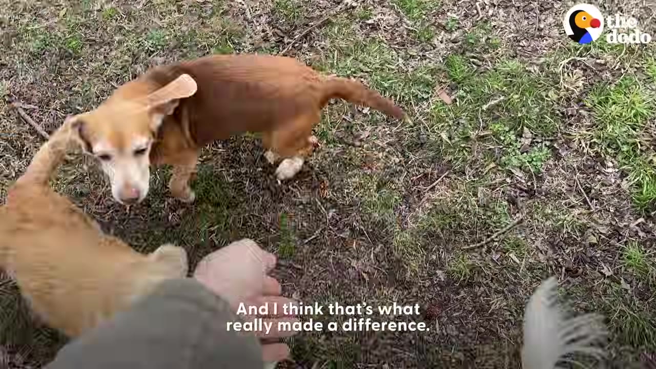 A small brown and white dog stands outdoors near another dog and a person's hand.