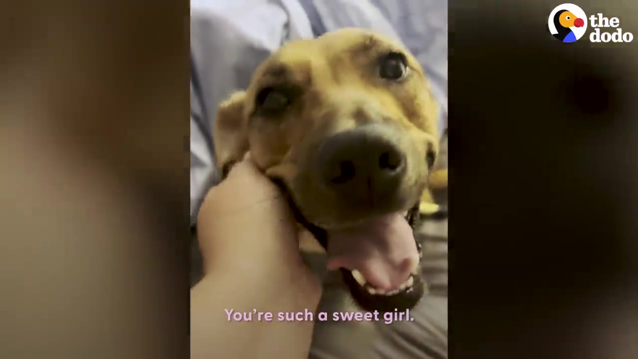A tan dog smiling with its tongue out while someone pets its chin.