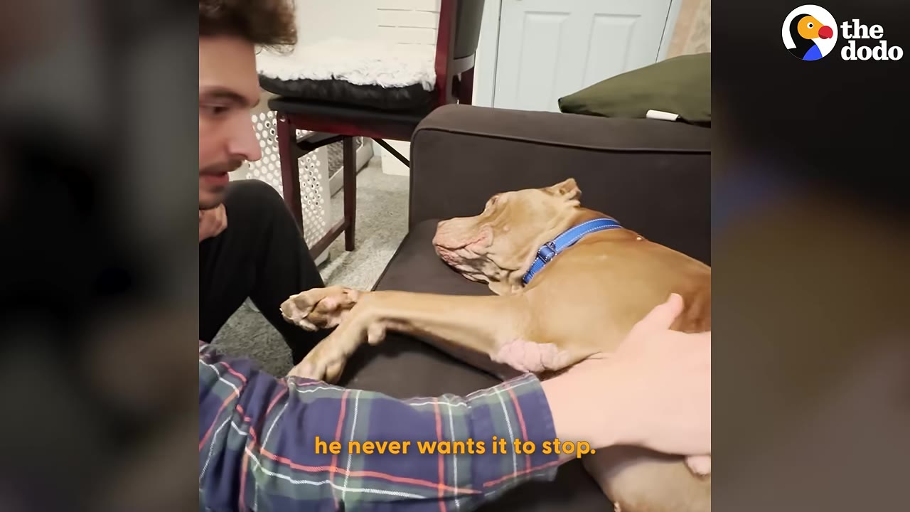 A tan dog with a blue collar lies on a dark couch while a man in a plaid shirt gently pets him.