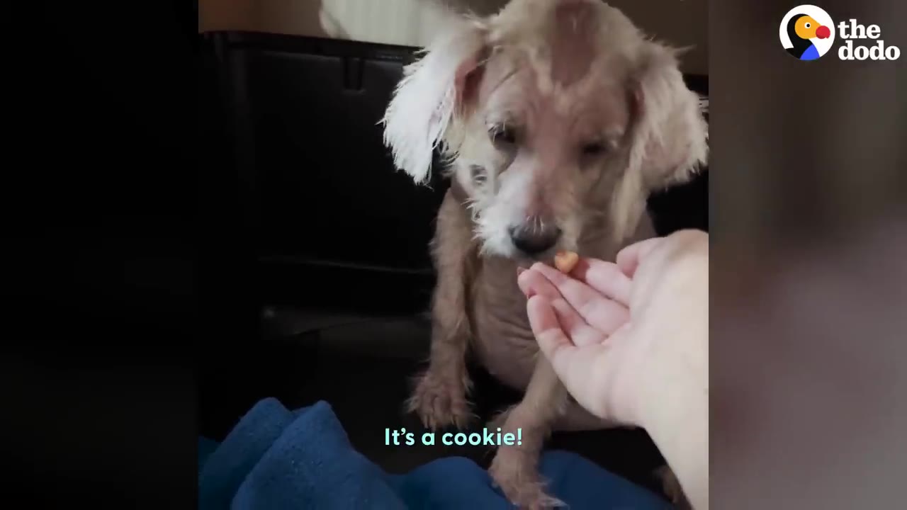 A small, scruffy puppy reaching down to take a treat offered from a person's open hand.