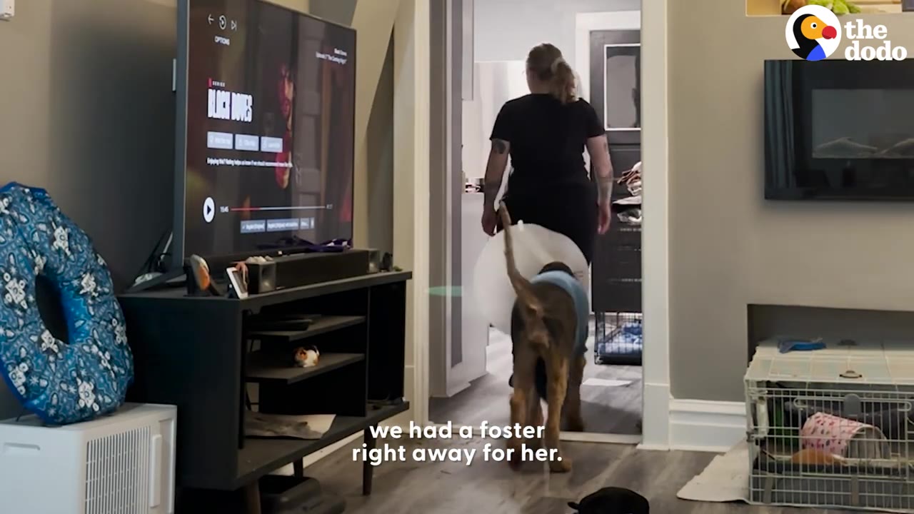 A person walks down a hallway inside a home followed by a dog wearing a protective cone and sweater.