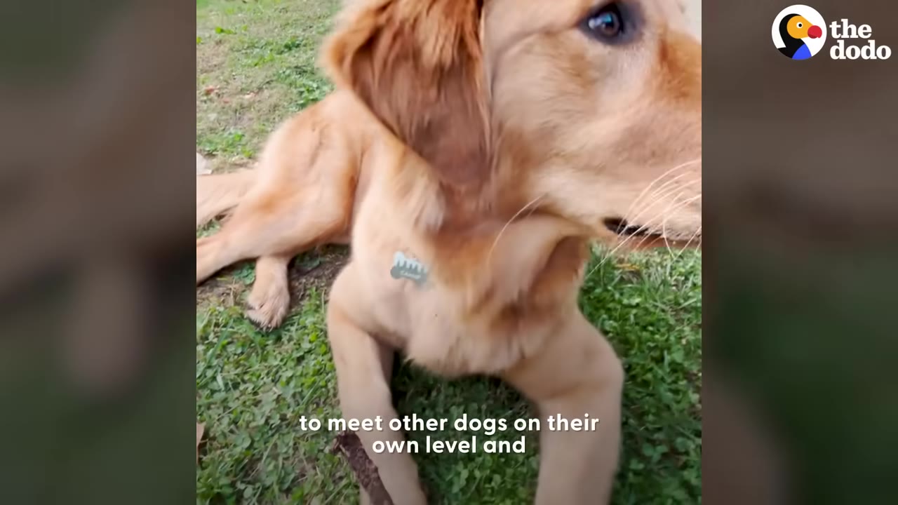 A young golden retriever lying down on green grass outdoors.