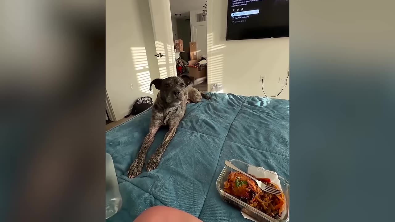 A brindle dog named Mimosa lies comfortably on a blue bedspread, looking directly at the camera with a relaxed expression.
