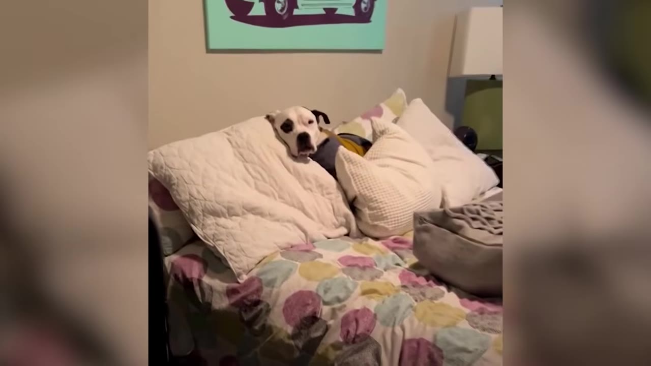 A white dog with black eye patches resting snugly under pillows on a bed in a home.