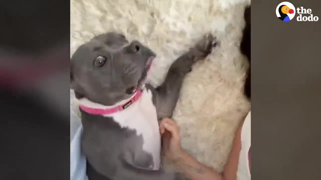 A grey and white dog wearing a pink collar lies on its back on a fluffy rug, looking up trustingly as a person's hand gently pets its chest.