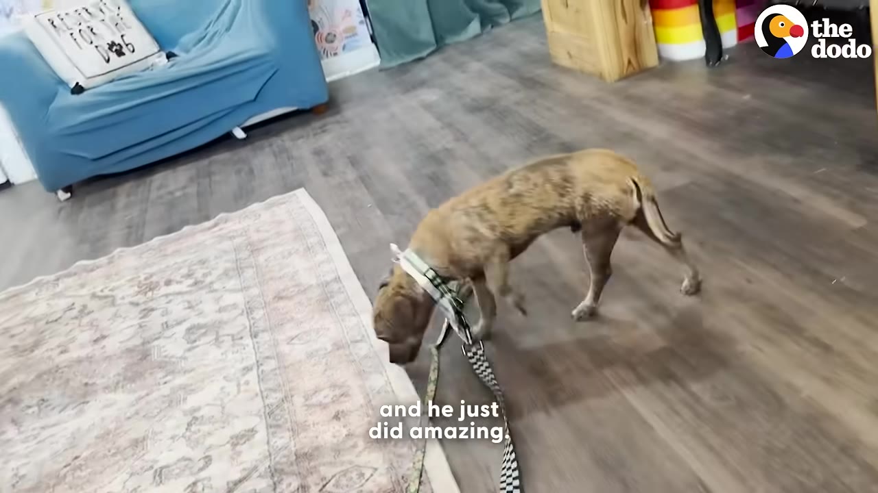 A small brindle dog wearing a collar and leash walks cautiously across a wooden floor next to a rug.