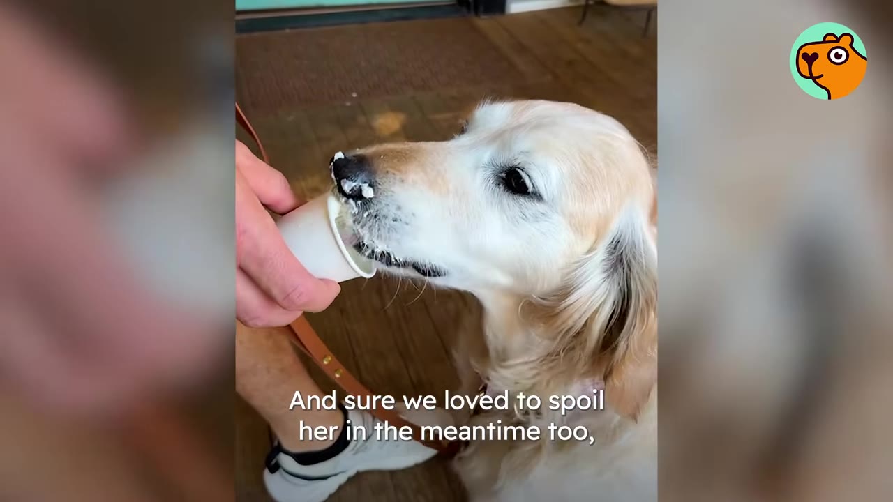 A golden retriever licking whipped cream out of a small cup held by a person.