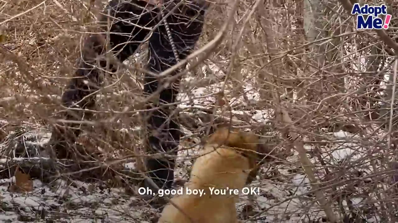 A tan dog surrounded by bare thicket branches while a rescuer stands beside him comforting him in the snowy woods.