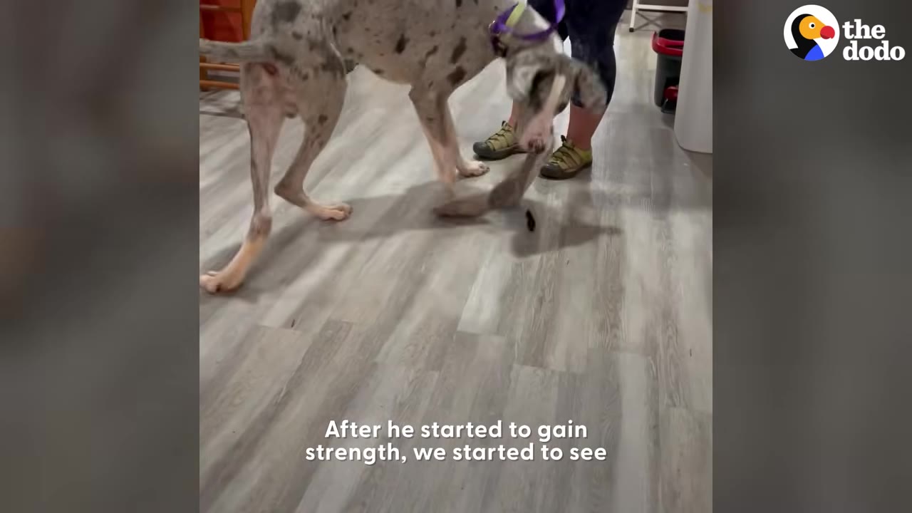 A spotted dog standing on a wooden floor inside near a person.