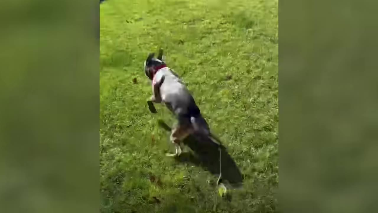A dog running energetically across a green grassy field.